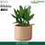 GTC 10" Multi Color Roto Ribble Pot with Wheels for Balcony, Home Decoration, Hotels and Resorts(Color-Sandstone)