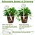 Ecofynd Self Watering and Long-Lasting Globe Tubes | Used for Automatic Watering of Plants-Pack of 2(GA005)