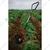 Global Nature Agro Single Row Manual Roller Weeder With 7.5 Inch Blade For Farm, Home & Garden, GNRW-1401