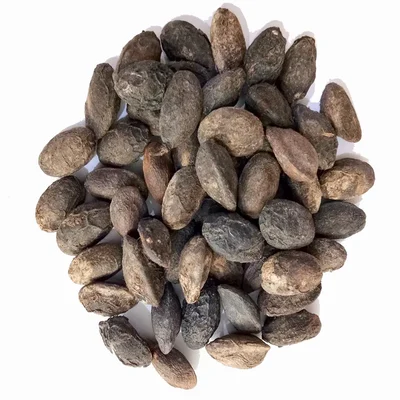 Simaroupa Glauca ( Paradise Tree ) Tree Seeds 100G