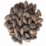 Simaroupa Glauca ( Paradise Tree ) Tree Seeds 100G