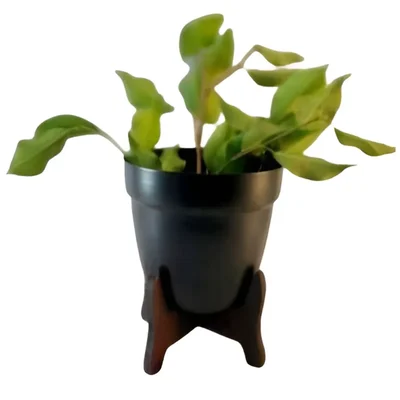 5 Inches Simple and Elegant Metal Planter Pot with Wooden Stand | Used for Home Decoration Purpose