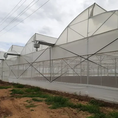 High Quality 140 GSM 1.5 meter x 100 meter Skirting Film for Greenhouse | 4 Years UV Life