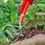 Wolf-Garten LB-M Multi-Change Small Culti-weeder Without Handle