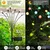 GIGAWATTS GW-303WW 8 LED Garden Solar Firefly Lights BIS Approved Waterproof with Battery & Panel for Lawn & Pathway 