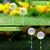 GIGAWATTS GW-920 15 LED Solar Dandelion Flower Lights with 600mAh Battery 2V Panel Lamp for Garden, Pathway, Backyard 