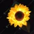 GIGAWATTS GW-917 10 LED Solar Sunflower Light 600mAh Battery BIS Approved with 2V Panel for Garden, Pathway, Outdoor