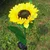 GIGAWATTS GW-917 10 LED Solar Sunflower Light 600mAh Battery BIS Approved with 2V Panel for Garden, Pathway, Outdoor