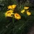 GIGAWATTS GW-918 30 LED 3 Sunflower Solar Light 600mAh Battery BIS Approved with 2V Panel for Garden, Pathway & Outdoor