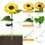 GIGAWATTS Sunflower Solar Garden LED Lights Outdoor for Home, Lawn, Pathway, Yard, Porch, Patio, Decoration (Pack of 2)
