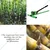 Hand Operated Mild Steel Manual Sugarcane Bud Cutter Machine