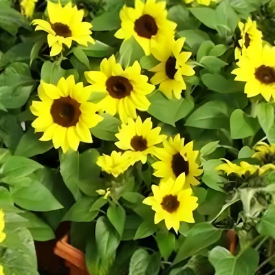 GEBDINSH Sunflower Miniature For Balcony Container & Small Space Pots Gardening (60-70Seeds/ Packet)