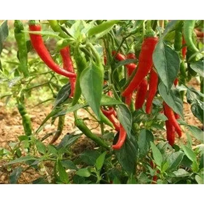 GEBDINSH Chilli Surajmukhi High Yield Non Hybrid Seeds for Home Kitchen and Balcony Gardening