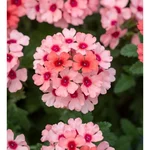 GEBDINSH Sweet Alyssum Lobularia Maritima Flower Seeds For Home, Balcony and Landscape (60-70Seeds/ Packet)