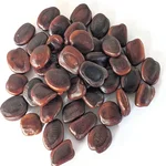Tamarindus indica Tamarind Seed - Puliya Maram Seeds - (100g)