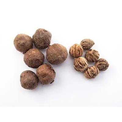Tectona Grandis Teakwood Tree Seed - (1Kg)