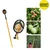 FESTEL Telescopic Pole with Fruit Picking Basket, 4 to 12ft Extendable Pole