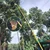 FESTEL Telescopic Pole with Fruit Picking Basket, 7 to 22 feet Extendable Pole