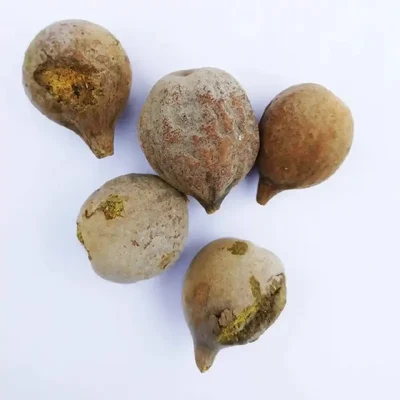 Terminalia Bellirica (Thandri) Tree Seeds 500G