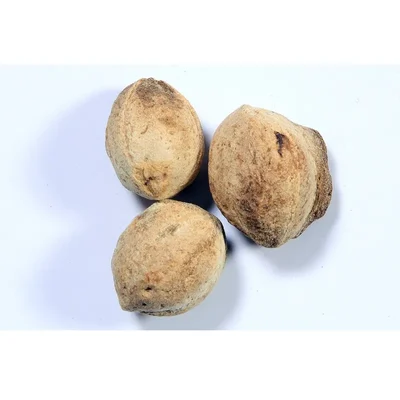 Terminalia Tomentosa (Karumaruthu) Tree Seeds 100G