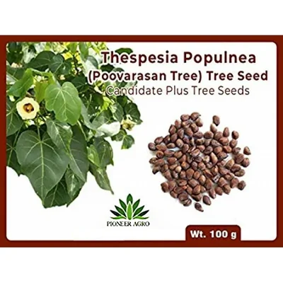 Pioneer Agro Poovarasan Tree Seeds (Thespesia populnea / Portia Tree) 100g Pack for Coastal Greening & Shade Plantation