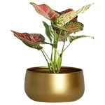Ecofynd POT016 Sophisticated Golden Metal Planter for Modern Indoor Decor