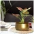Ecofynd POT016 Sophisticated Golden Metal Planter for Modern Indoor Decor