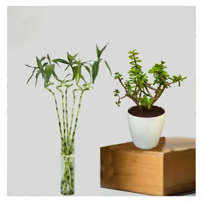Spiral Lucky Bamboo & Jade Plants Combo Pack With Pots Used For Both Indoor & Outdoor Planting