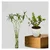 Spiral Lucky Bamboo & Jade Plants Combo Pack With Pots Used For Both Indoor & Outdoor Planting