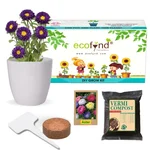 Ecofynd GROWKIT013 DIY Grow Kit fo Aster Mix DIY Easy Grow Kit Yourself Gardening Flower Kit for Home and Gardening Set