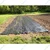 Siddhi 110 GSM 1 meter x 50 meter Weed Mat | Suitable for Agriculture, Horticulture and Nursery