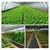 Siddhi 110 GSM 1 meter x 50 meter Weed Mat | Suitable for Agriculture, Horticulture and Nursery