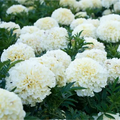 GEBDINSH Vanilla White African Marigold Seeds For Home, Balcony and Terrace Landscape Gardening (60-70Seeds/ Packet)