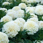 GEBDINSH Vanilla White African Marigold Seeds For Home, Balcony and Terrace Landscape Gardening (60-70Seeds/ Packet)