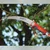 Wolf Garten Multi-star Power Cut Pro 370 Pruning Saw (Without Handle)