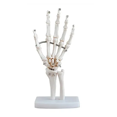 Elecopto Chemical Laboratory Hand Joint Imported Wire Mounted Flexible Articulating Skeleton