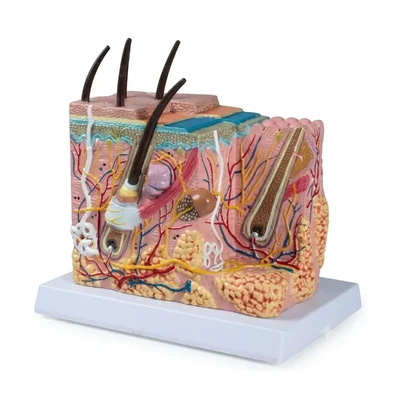 Elecopto 3D & Hairs Chemical Laboratory Skin Model Block Anatomical Structure Teaching