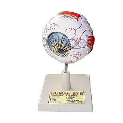 VVS Human Eye Anatomical Model Visual Aid Removable Stand Science Education