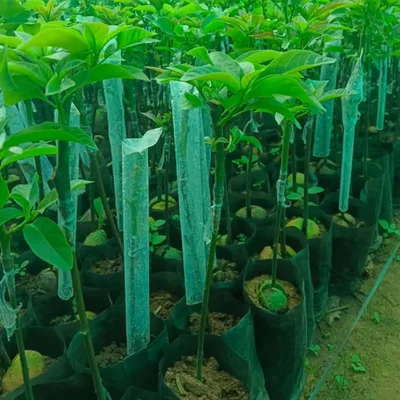 AgriVision 2x10 Inch Grafting Cover Plant Grafting Transparent Wrap 200 pcs High Quality Durable