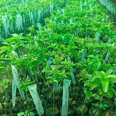 AgriVision 2x10 Inch Grafting Cover Plant Grafting Transparent Wrap 100 pcs High Quality Durable