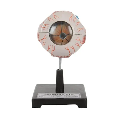 Akivin Enlarged Detachable Human Eye Anatomy Fiber Structure Model for Medical Biology Science Lab Teaching