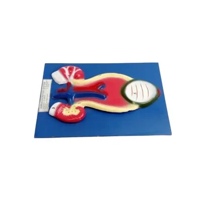 Akivin Human Excretory System Model Kidneys Urinary Nephrons Ureters Bladder Urethra Anatomical