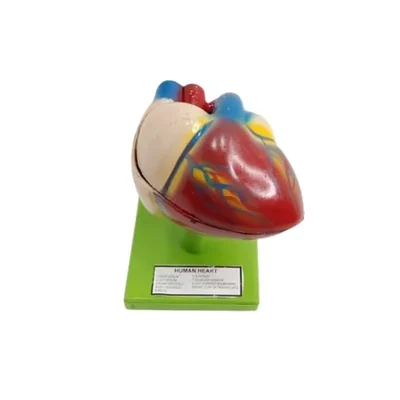 Akivin Human Heart Model Anatomy Cardiology Physiology Cardiovascular Structure Removable Parts