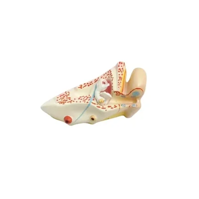 Akivin Human Ear Model Auditory Nerve Frequency Detection Hearing Impairment Medical Education