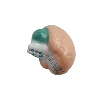 Akivin Human Brain Model Cognitive Abilities Neurological Research Brain Health Cerebral Cortex