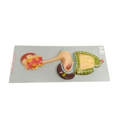 Akivin Gastrointestinal Tract Modular Design Digestive System Stomach Esophagus Intestine Model