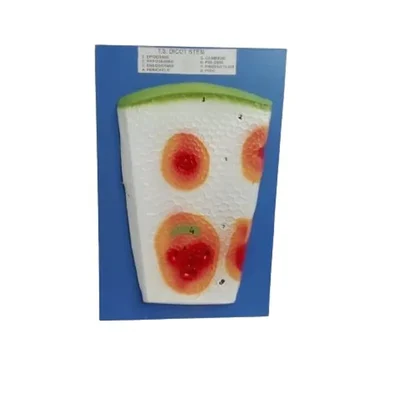 Akivin Ring Shaped Vascular Bundles Dicot Stem Model Cambium Xylem Phloem Cortex Epidermis