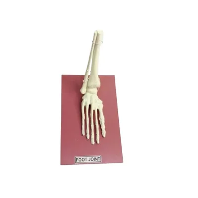 Akivin Foot Joint Articulations Metatarsal Tarsal Bones Adult Anatomical Model Weight Distribution Lab