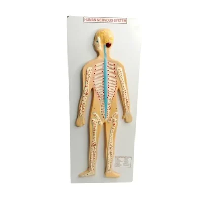 Akivin Central & Peripheral Human Nervous System Model Brain Spinal Cord Neurons Autonomic Regulation