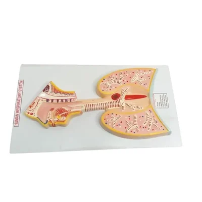 Akivin Human Respiratory System Lungs Trachea Bronchi Alveoli Diaphragm Air Exchange Anatomical Model
